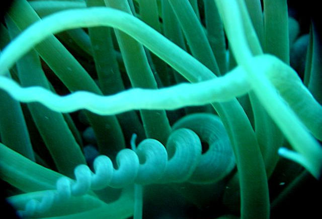 mxcpparticolare-anemone.jpg